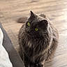 cat, gray_cat, green_eyes, fluffy, pet, indoor, wooden_floor, furniture, curious, sitting, closeup, animal, mammal, whiskers, cute, soft_light, domestic_cat, portrait, feline, cozy