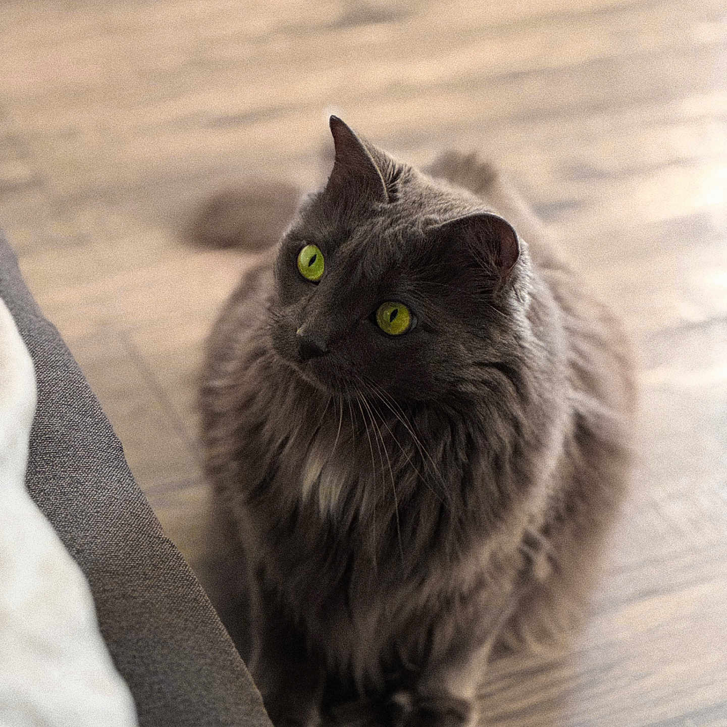 Khan participe au concours pour gagner de l'argent avec cette photo : cat, gray_cat, green_eyes, fluffy, pet, indoor, wooden_floor, furniture, curious, sitting, closeup, animal, mammal, whiskers, cute, soft_light, domestic_cat, portrait, feline, cozy