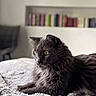 alert, animal, blanket, blurred_background, bookshelf, cat, cozy, domestic, feline, fluffy, furniture, gray_cat, home, indoor, pet, portrait, relaxed, soft_texture, whiskers, yellow_eyes