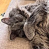 Khan a rejoint le concours — aidez-le/la à gagner de superbes lots ! cat, gray_cat, fluffy, sleeping, paw_covering_face, couch, indoor, pet, fur, cozy, resting, closeup, animal, whiskers, relaxing, soft, home, cute, nap, feline