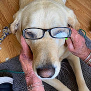 Brady is registered to the contest to win money with this photo: accessory, animal, calm, casual, close_up, cute, dog, domestic, glasses, golden_retriever, hands, human_hand, indoor, jewelry, muzzle, pet, rug, sitting, whiskers, wooden_floor
