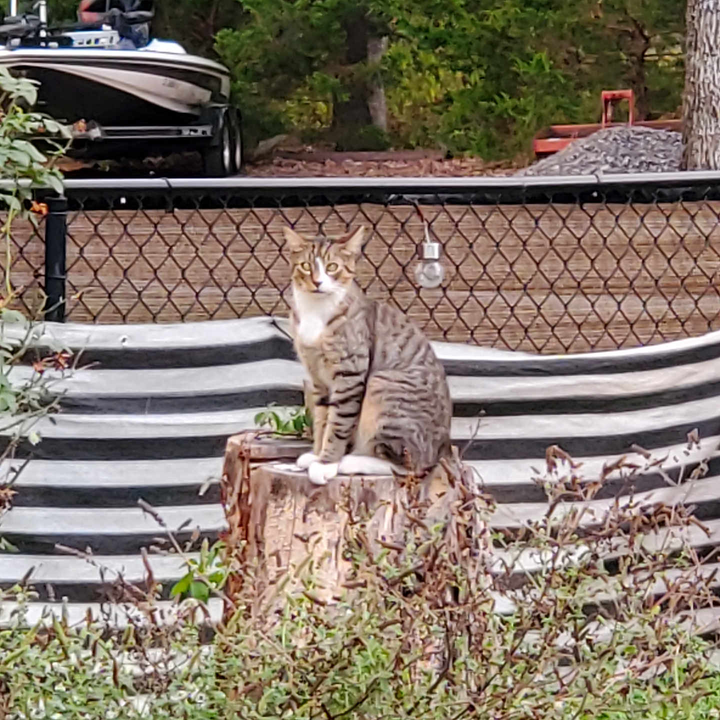 Pedro joined the competition — help win amazing prizes! alloywheel, animal, car, carwheel, cat, grass, machine, nature, outdoors, pet, plant, pottedplant, spoke, tire, transportation, tree, treestump, vegetation, vehicle, wheel