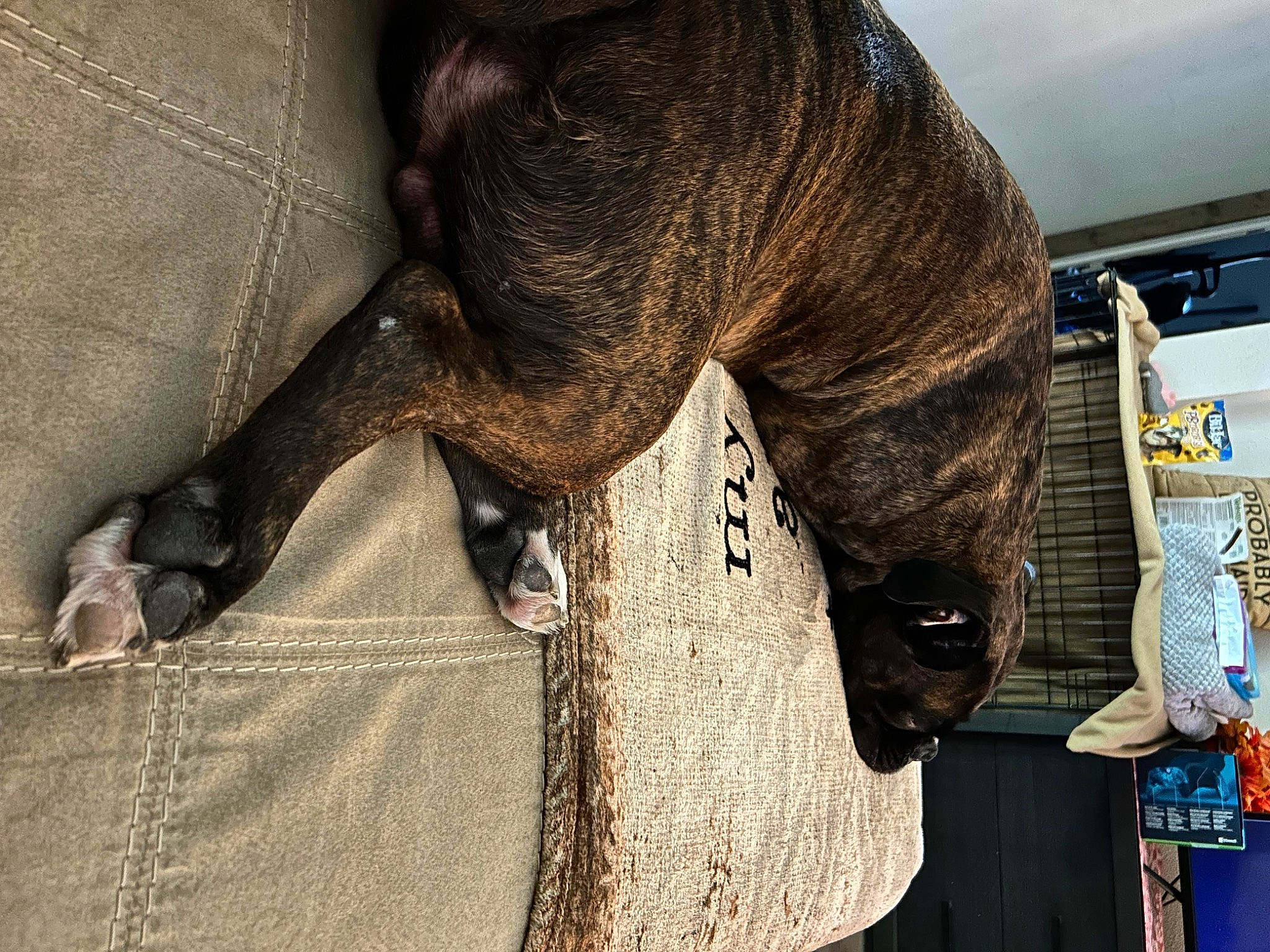 Onyx joined the competition — help win amazing prizes! canidae, carnivore, collar, denim, dog, dog_breed, fashion_accessory, fawn, fur, grey, human_leg, liver, sleeve, snout, sporting_group, tail, terrestrial_animal, wood, working_animal, wrinkle