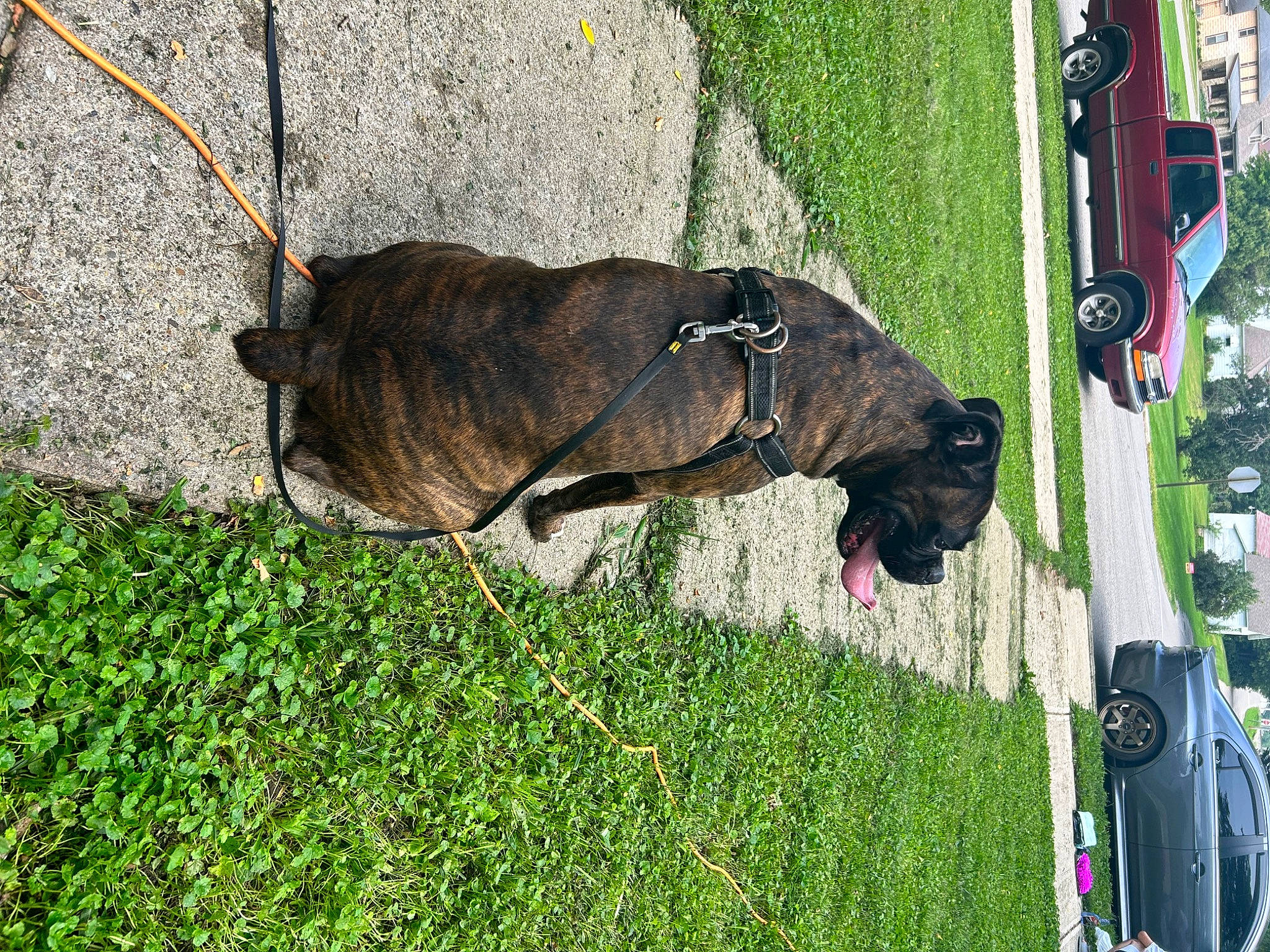 Onyx is registered to the contest to win money with this photo: car, carnivore, collar, companion_dog, dog, dog_breed, dog_collar, fawn, grass, leash, liver, pet_supply, plant, snout, tail, tire, tree, vehicle, wheel, working_animal