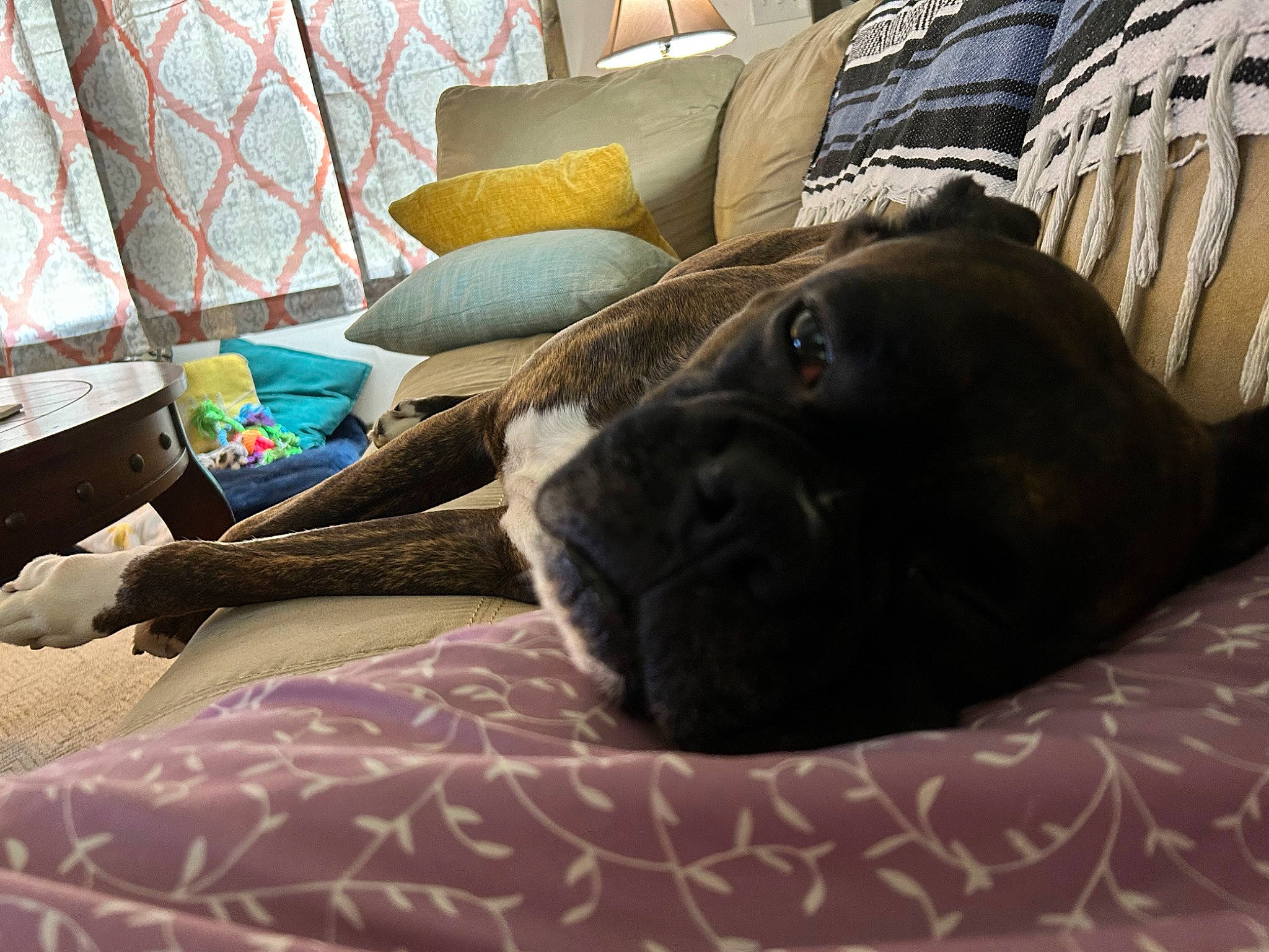 Onyx is registered to the contest to win money with this photo: bedding, canidae, carnivore, comfort, companion_dog, dog, dog_breed, fawn, fur, grey, guard_dog, hardwood, linens, liver, room, sporting_group, terrestrial_animal, tints_and_shades, wood, working_animal