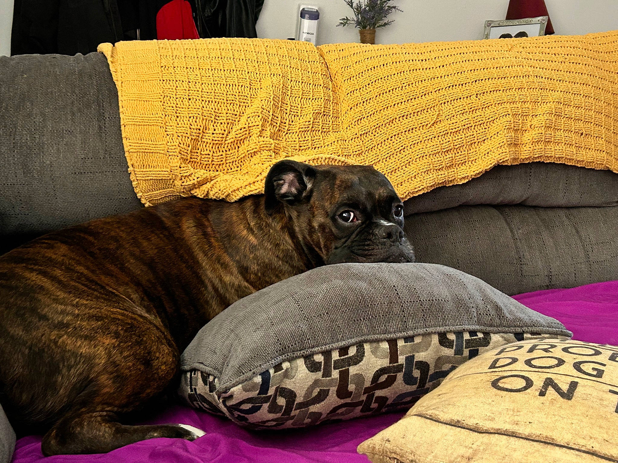 Onyx joined the competition — help win amazing prizes! canidae, carnivore, comfort, companion_dog, couch, dog, dog_breed, fawn, furniture, houseplant, linens, living_room, pet_supply, plant, room, snout, sporting_group, studio_couch, toy_dog, working_animal