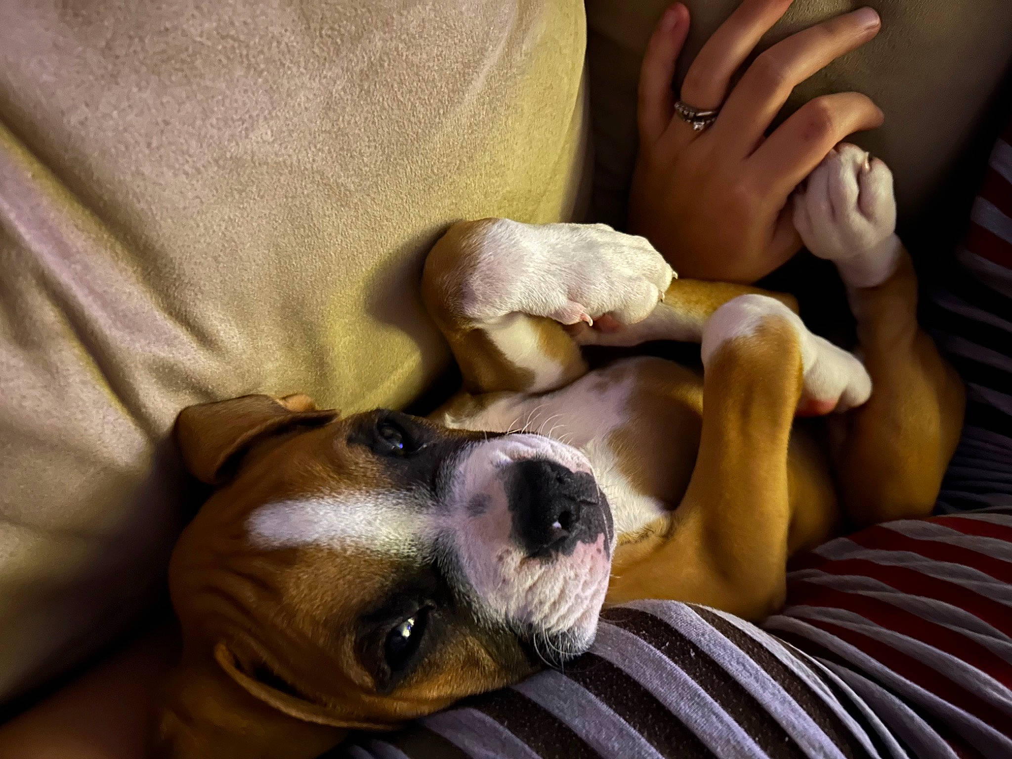 Dolly is registered to the contest to win money with this photo: canidae, carnivore, comfort, companion_dog, dog, dog_breed, ear, fawn, fur, gesture, nail, paw, puppy_love, selfie, snout, sporting_group, thumb, whiskers, working_animal, wrist