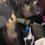 Bentley is registered to the contest to win money with this photo: dog, black_dog, pet, collar, indoor, couch, animal, fur, tag, closeup, portrait, sitting, domestic, canine, watchful, brown_eyes, household, companion, alert, furniture