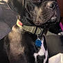 dog, black_dog, pet, collar, indoor, couch, animal, fur, tag, closeup, portrait, sitting, domestic, canine, watchful, brown_eyes, household, companion, alert, furniture