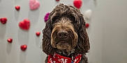 Archie is registered to the contest to win money with this photo: adorable, animal, bandana, brown_fur, closeup, curly_fur, cute, decor, dog, fluffy, furry, heart_decorations, indoor, love_text, pet, portrait, red_bandana, sitting, valentines_theme, wall