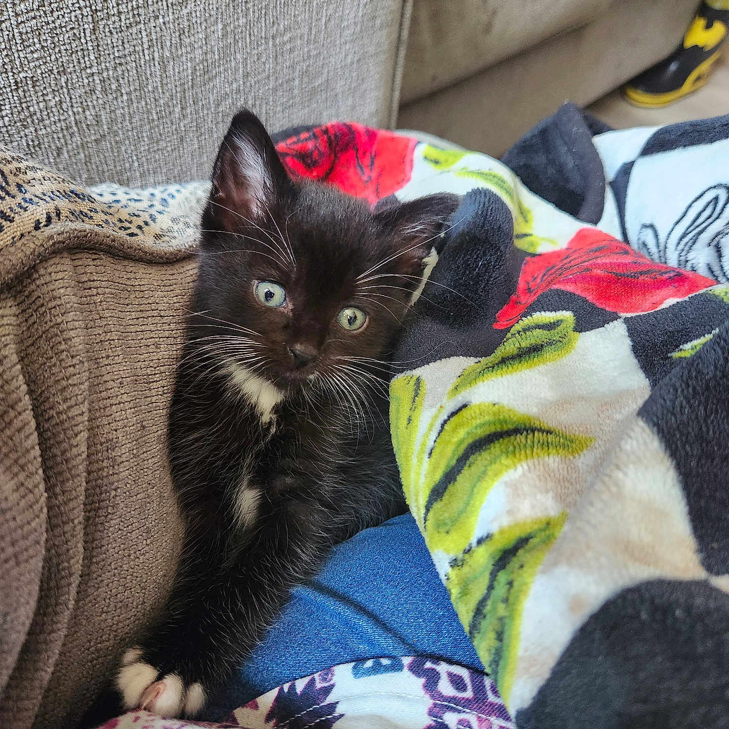 Boots joined the competition — help win amazing prizes! black_and_white, blanket, cat, closeup, comfort, couch, cozy, curious, domestic_animal, feline, furry, indoor, kitten, pet, resting, snuggling, texture, tuxedo_cat, whiskers, young