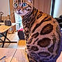 animal, bengal_cat, blue_eyes, cat, close_up, cozy, curtains, domestic_cat, floor, fur_pattern, furniture, glasses, indoor, natural_light, pet, purse, sitting, table, window, wooden_table