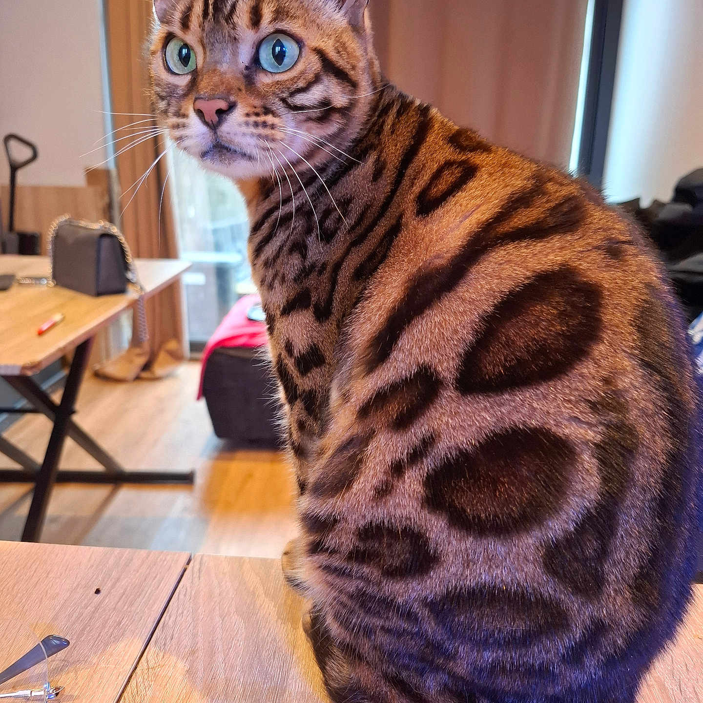 Patrick Falconieri a rejoint le concours — aidez-le/la à gagner de superbes lots ! animal, bengal_cat, blue_eyes, cat, close_up, cozy, curtains, domestic_cat, floor, fur_pattern, furniture, glasses, indoor, natural_light, pet, purse, sitting, table, window, wooden_table