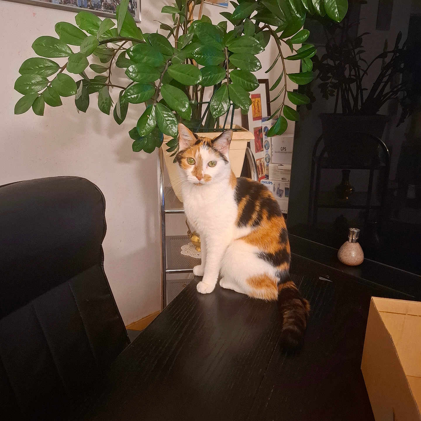 Mimine participe au concours pour gagner de l'argent avec cette photo : animal, calico_cat, calm, cat, chair, cute, decor, domestic_animal, furniture, greenery, home, indoor, living_room, pet, plant, pot, sitting, table, television, wooden_table