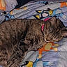 Fable joined the competition — help win amazing prizes! animal, blanket, cartoon, cat, collar, colorful, comfort, cozy, cute, domestic, feline, fur, indoor, nap, pet, relaxation, resting, sleeping, soft, tabby