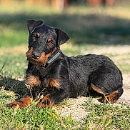 Aimy a rejoint le concours — aidez-le/la à gagner de superbes lots ! dog, black, tan, outdoor, grass, sunlight, pet, canine, collar, animal, laying_down, curious, portrait, nature, blurred_background, fur, ears, eyes, head_tilt, daytime