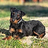 dog, black, tan, outdoor, grass, sunlight, pet, canine, collar, animal, laying_down, curious, portrait, nature, blurred_background, fur, ears, eyes, head_tilt, daytime