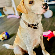 Luffy Bernard participe au concours pour gagner de l'argent avec cette photo : dog, indoor, collar, toys, wooden_floor, pet, sitting, attention, brown_eyes, light_fur, leather_collar, background_blur, playroom, domestic, animal, cute, young_dog, flooring, toy_doll, toy_ball