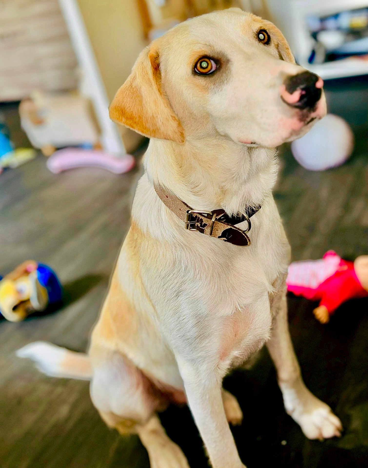Luffy Bernard participe au concours pour gagner de l'argent avec cette photo : dog, indoor, collar, toys, wooden_floor, pet, sitting, attention, brown_eyes, light_fur, leather_collar, background_blur, playroom, domestic, animal, cute, young_dog, flooring, toy_doll, toy_ball