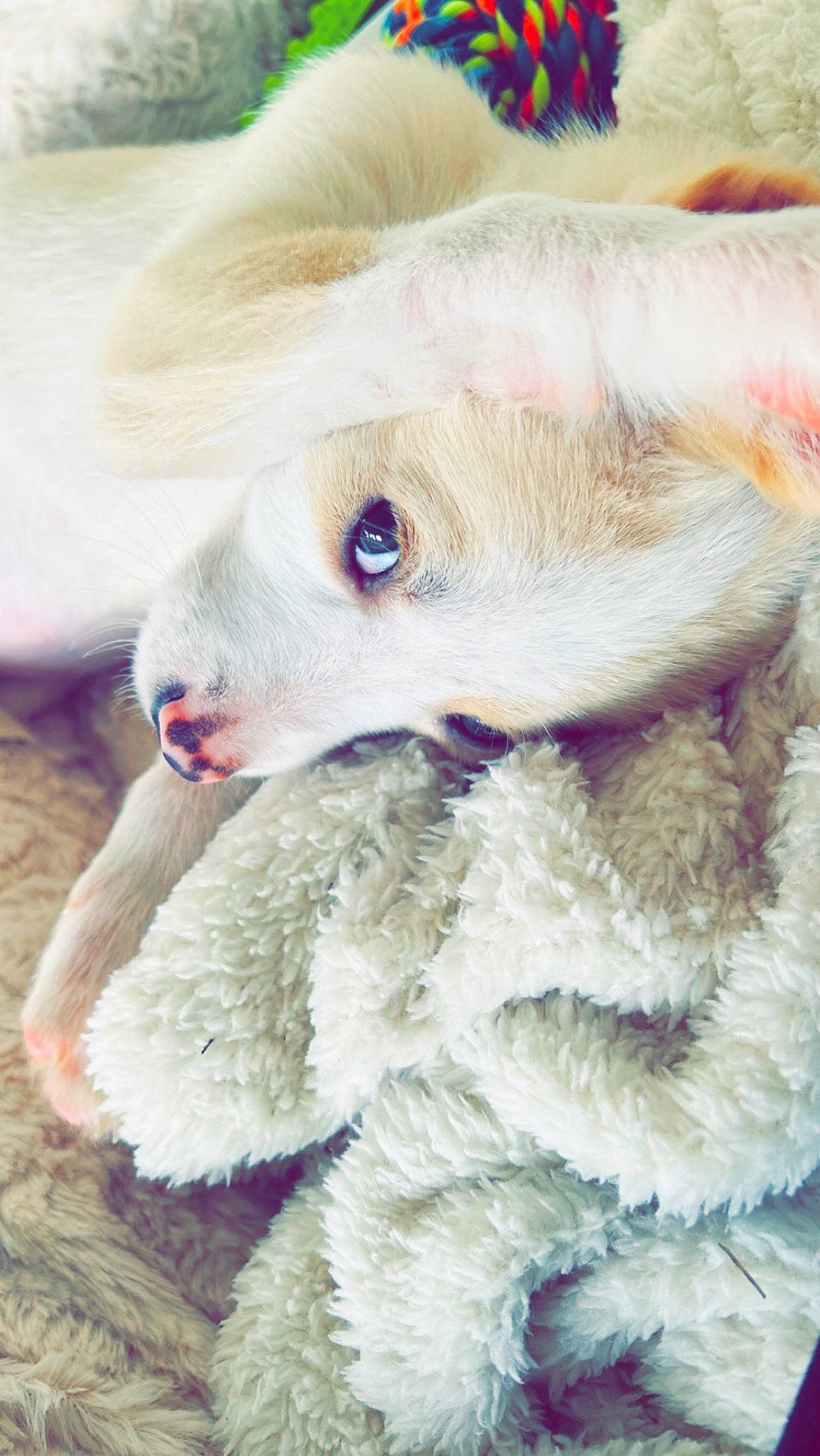 Luffy a rejoint le concours — aidez-le/la à gagner de superbes lots ! _geese_and_swans, canidae, child, companion_dog, dog_breed, dog_toy, ducks, fawn, fur, livestock, plush, sheep, snout, sporting_group, stuffed_toy, toy, toy_dog, wildlife, wool, working_animal