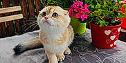 Irina participe au concours pour gagner de l'argent avec cette photo : cat, kitten, table, flower_pot, flowers, pink_flowers, green_leaves, outdoor, wooden_fence, curious, pet, animal, cute, fluffy, small_cat, tablecloth, plant, nature, domestic_cat, sitting