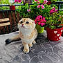 cat, kitten, table, flower_pot, flowers, pink_flowers, green_leaves, outdoor, wooden_fence, curious, pet, animal, cute, fluffy, small_cat, tablecloth, plant, nature, domestic_cat, sitting