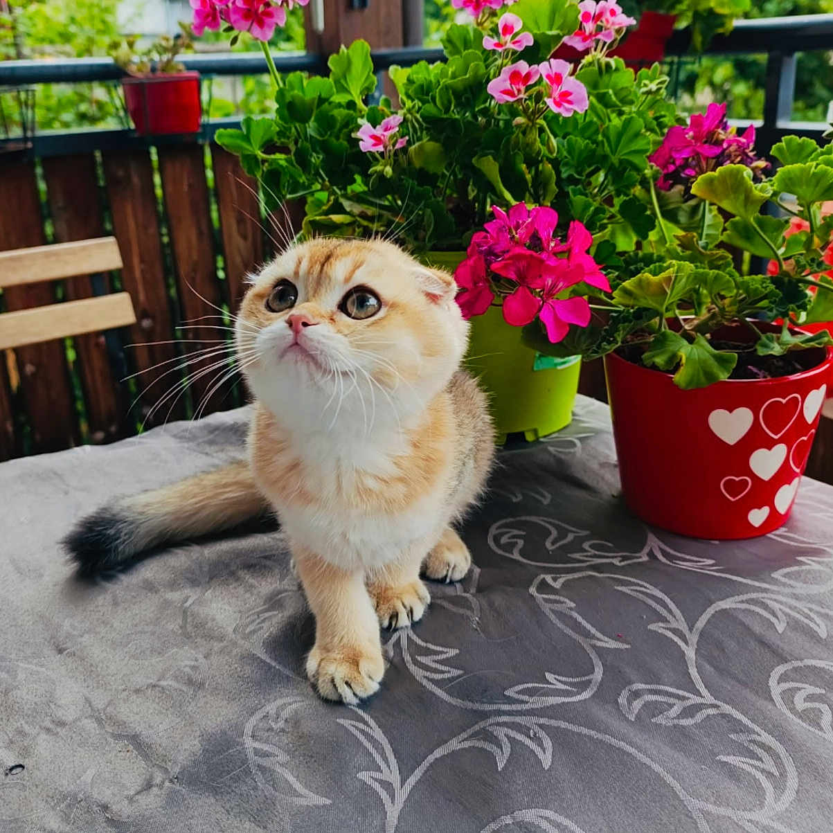 Irina participe au concours pour gagner de l'argent avec cette photo : animal, cat, curious, cute, domestic_cat, flower_pot, flowers, fluffy, green_leaves, kitten, nature, outdoor, pet, pink_flowers, plant, sitting, small_cat, table, tablecloth, wooden_fence