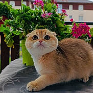 Irina a rejoint le concours — aidez-le/la à gagner de superbes lots ! cat, animal, pet, fluffy, wide_eyes, table, plant, flower, greenery, pink_flower, outdoor, curious, fur, whiskers, close_up, domestic, nature, background, colorful, soft_light