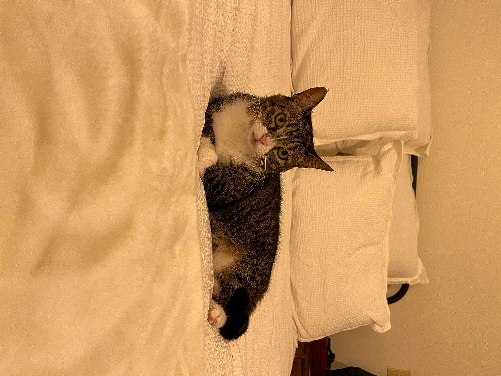 Holly joined the competition — help win amazing prizes! beard, bed, bedding, canidae, carnivore, cat, claw, comfort, domestic_short_haired_cat, fawn, felidae, fur, grey, linens, paw, room, small_to_medium_sized_cats, snout, tail, whiskers