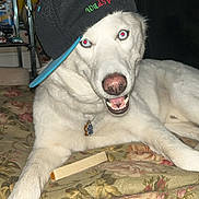 Bayer Nash joined the competition — help win amazing prizes! animal, blue_eyes, cap, collar, collectibles, cushion, cute, dog, dog_tag, floral_pattern, hat, indoor, person_arm, pet, relaxed, sideways_hat, smiling, teeth, white_dog, wooden_floor