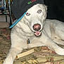 animal, blue_eyes, cap, collar, collectibles, cushion, cute, dog, dog_tag, floral_pattern, hat, indoor, person_arm, pet, relaxed, sideways_hat, smiling, teeth, white_dog, wooden_floor
