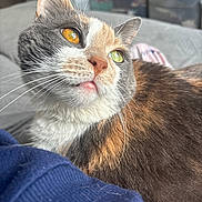 Callie joined the competition — help win amazing prizes! cat, calico, close_up, heterochromia, animal, pet, whiskers, fur, orange, gray, white, green_eye, golden_eye, indoor, curious, portrait, soft_light, blurred_background, cute, feline