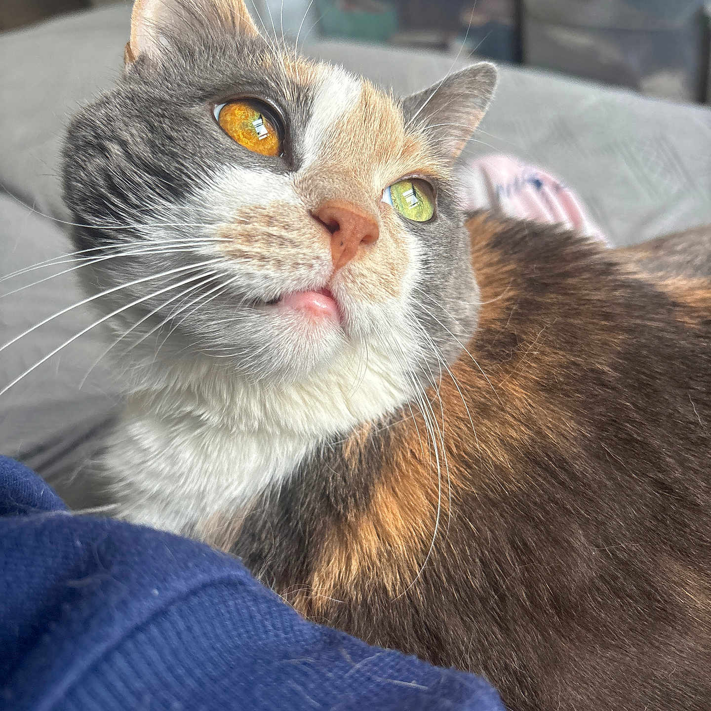 Callie