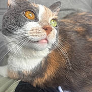 Callie joined the competition — help win amazing prizes! animal, background_blur, calico_cat, cat, close_up, cute, domestic_animal, eyes, face, feline, fur, heterochromia, indoor, looking_up, pet, portrait, relaxed, soft_light, tongue, whiskers