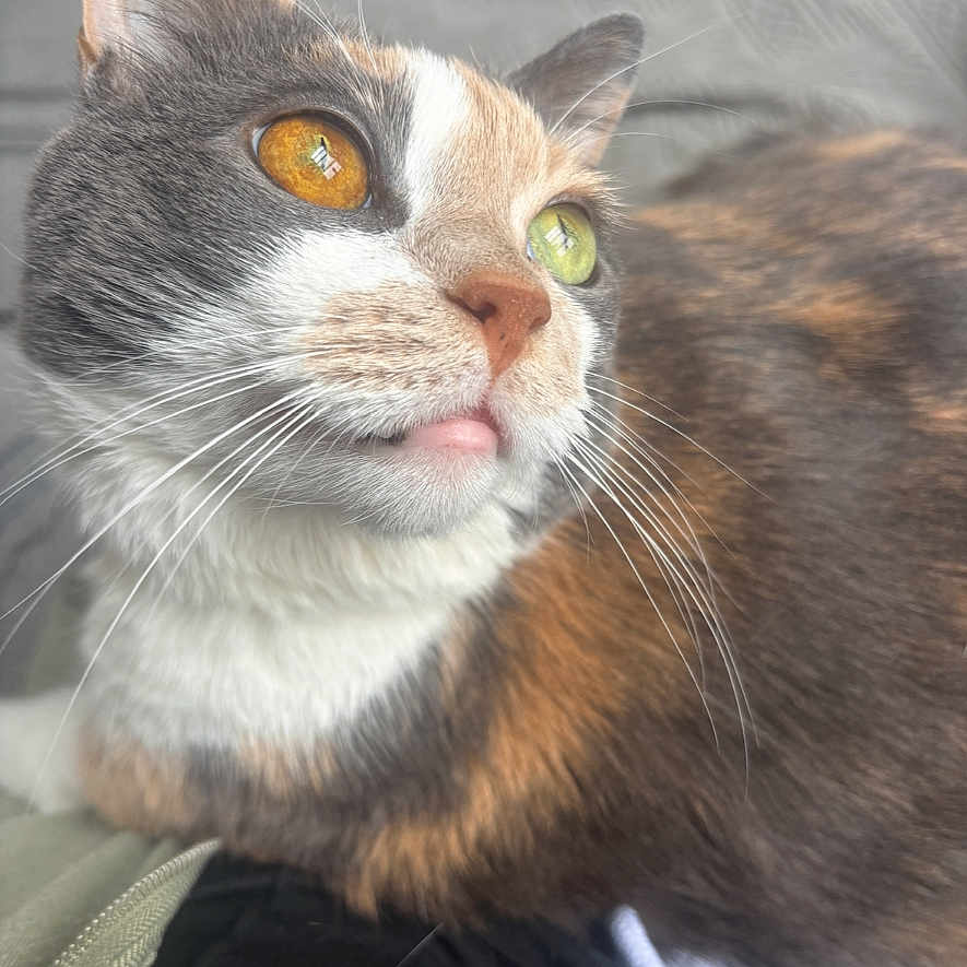 Callie