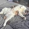 Callie is registered to the contest to win money with this photo: animal, bed, blanket, cat, comfort, cozy, domestic, fluffy, fur, gray, indoor, orange, patterned, paw, pet, relaxed, resting, sleeping, sprawled, white