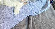 Callie is registered to the contest to win money with this photo: animal, blanket, calico_cat, cat, comfort, cozy, domestic, feline, floor, footwear, gray_sweatpants, heterochromia, home, indoor, paw, person, pet, relaxing, resting, sock