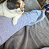 animal, blanket, calico_cat, cat, comfort, cozy, domestic, feline, floor, footwear, gray_sweatpants, heterochromia, home, indoor, paw, person, pet, relaxing, resting, sock