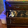 Callie is registered to the contest to win money with this photo: animal, calico_cat, calm, cat, cozy, curious, cute, domestic, drawer, floor, furniture, green_light_dots, home, indoor, looking, pet, resting, trash_bin, wicker_basket, wooden_furniture