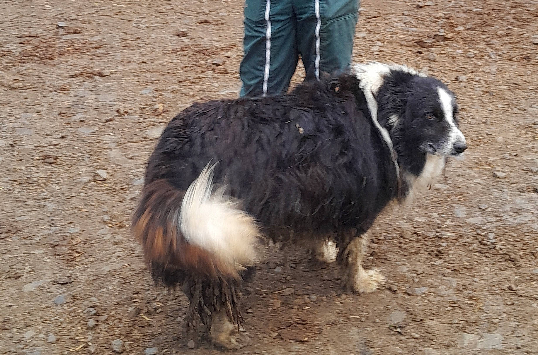 animal, black_and_white, canine, curly_fur, dog, domestic_animal, fur, ground, looking_away, mammal, muddy, nature, outdoor, pants, person, pet, rocky, standing, tail, walking