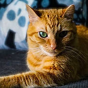 Birch is registered to the contest to win money with this photo: cat, orange_tabby, green_eyes, close_up, pet, feline, whiskers, fur, animal, domestic_cat, relaxed, laying_down, portrait, indoor, soft_light, background_blur, cute, mammal, alert