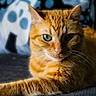 cat, orange_tabby, green_eyes, close_up, pet, feline, whiskers, fur, animal, domestic_cat, relaxed, laying_down, portrait, indoor, soft_light, background_blur, cute, mammal, alert
