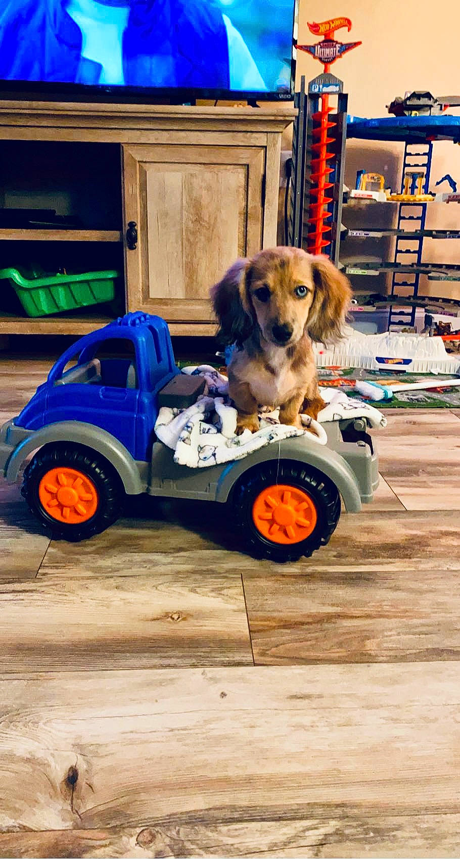 Remi is registered to the contest to win money with this photo: automotive_design, automotive_exterior, automotive_tire, bumper, carnivore, companion_dog, dog, dog_supply, door, fawn, motor_vehicle, orange, riding_toy, shelf, tire, toy, tree, vehicle, wheel, wood