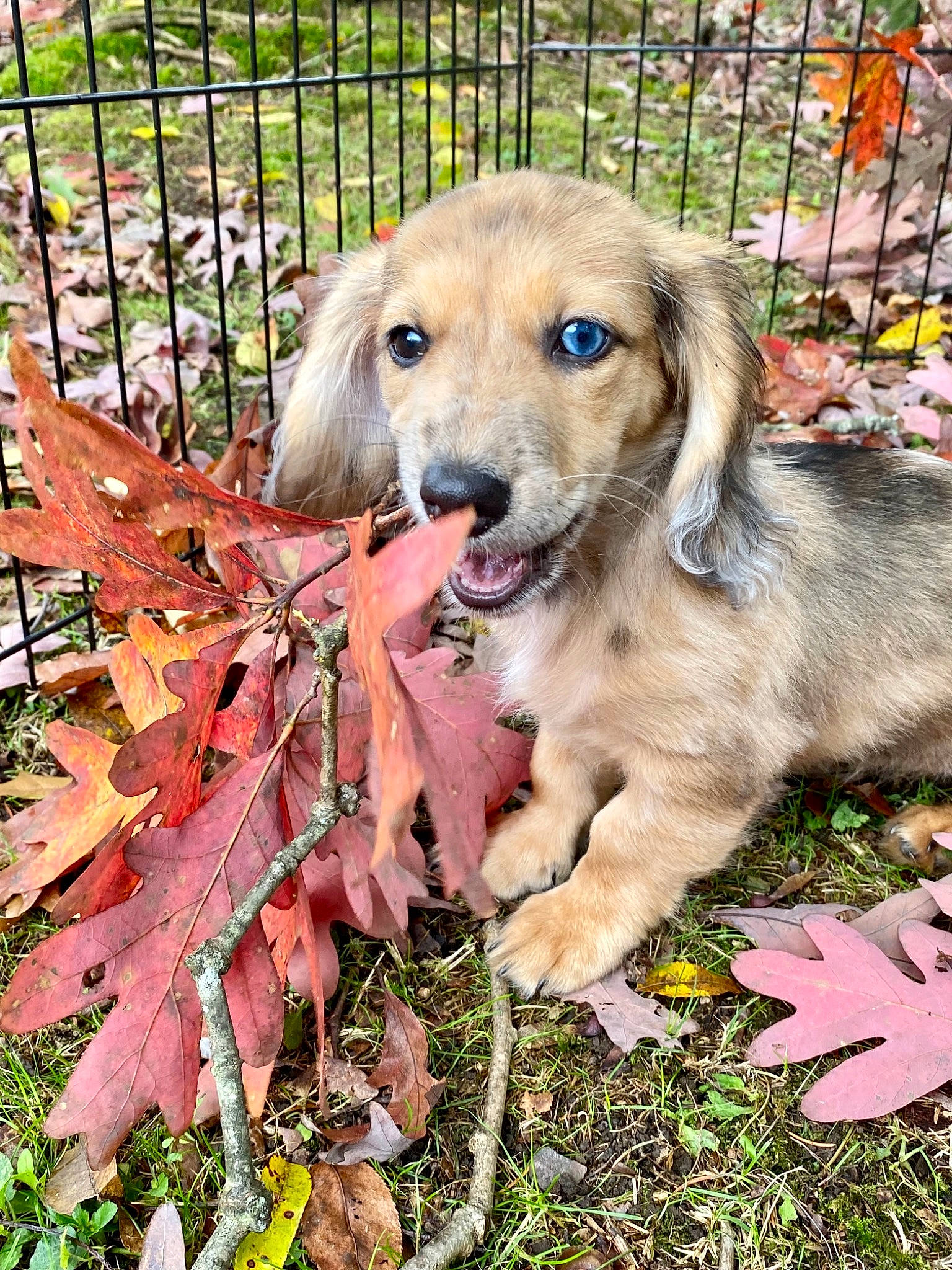 Remi is registered to the contest to win money with this photo: canidae, carnivore, companion_dog, dog, dog_breed, dog_supply, fawn, fence, fur, grass, groundcover, home_fencing, mesh, pet_supply, plant, snout, soil, sporting_group, terrestrial_animal, wildlife