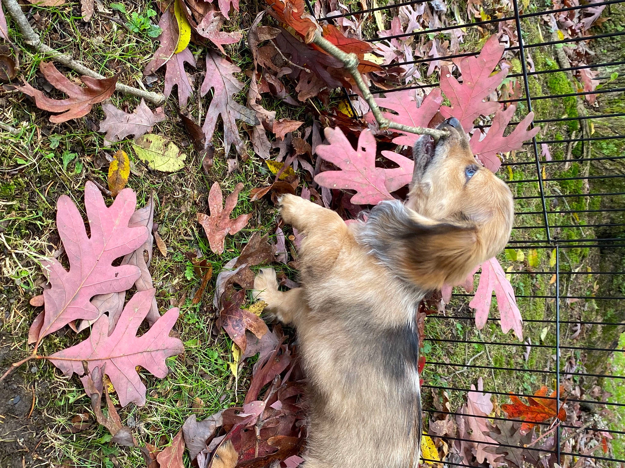 Remi joined the competition — help win amazing prizes! branch, common_opossum, fawn, felidae, fence, fox_squirrel, grass, groundcover, macaque, marsupial, mustelidae, opossum, plant, rodent, squirrel, tail, terrestrial_animal, tree, twig, virginia_opossum