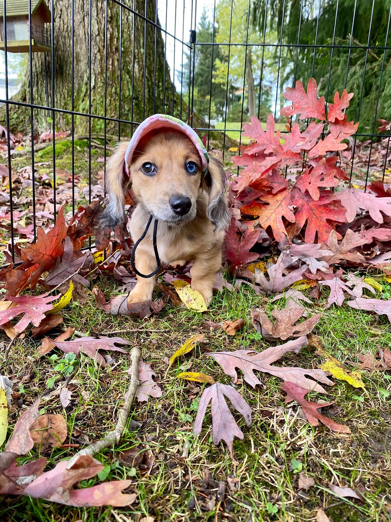 Remi is registered to the contest to win money with this photo: canidae, carnivore, companion_dog, deciduous, dog, dog_breed, fawn, fence, garden, grass, groundcover, leaf, pet_supply, plant, snout, soil, sporting_group, tree, wood, working_animal