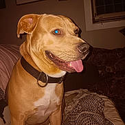 Gizmo is registered to the contest to win money with this photo: dog, indoor, couch, blanket, collar, tongue_out, happy, pet, brown_dog, furniture, window, decor, sign, resting, animal, canine, closeup, domestic, portrait, cozy