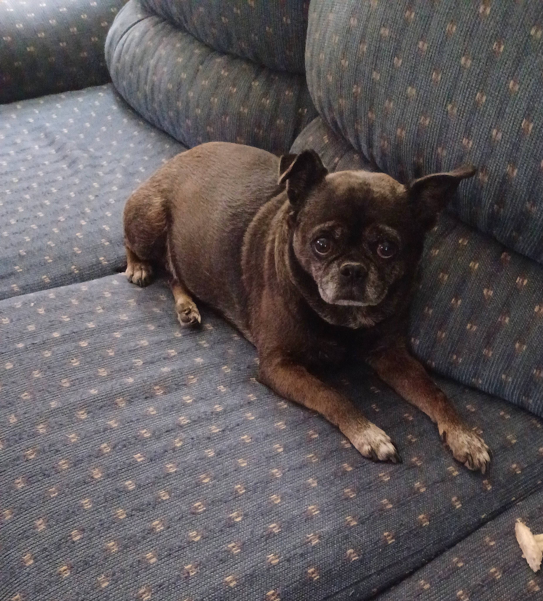 Daisy