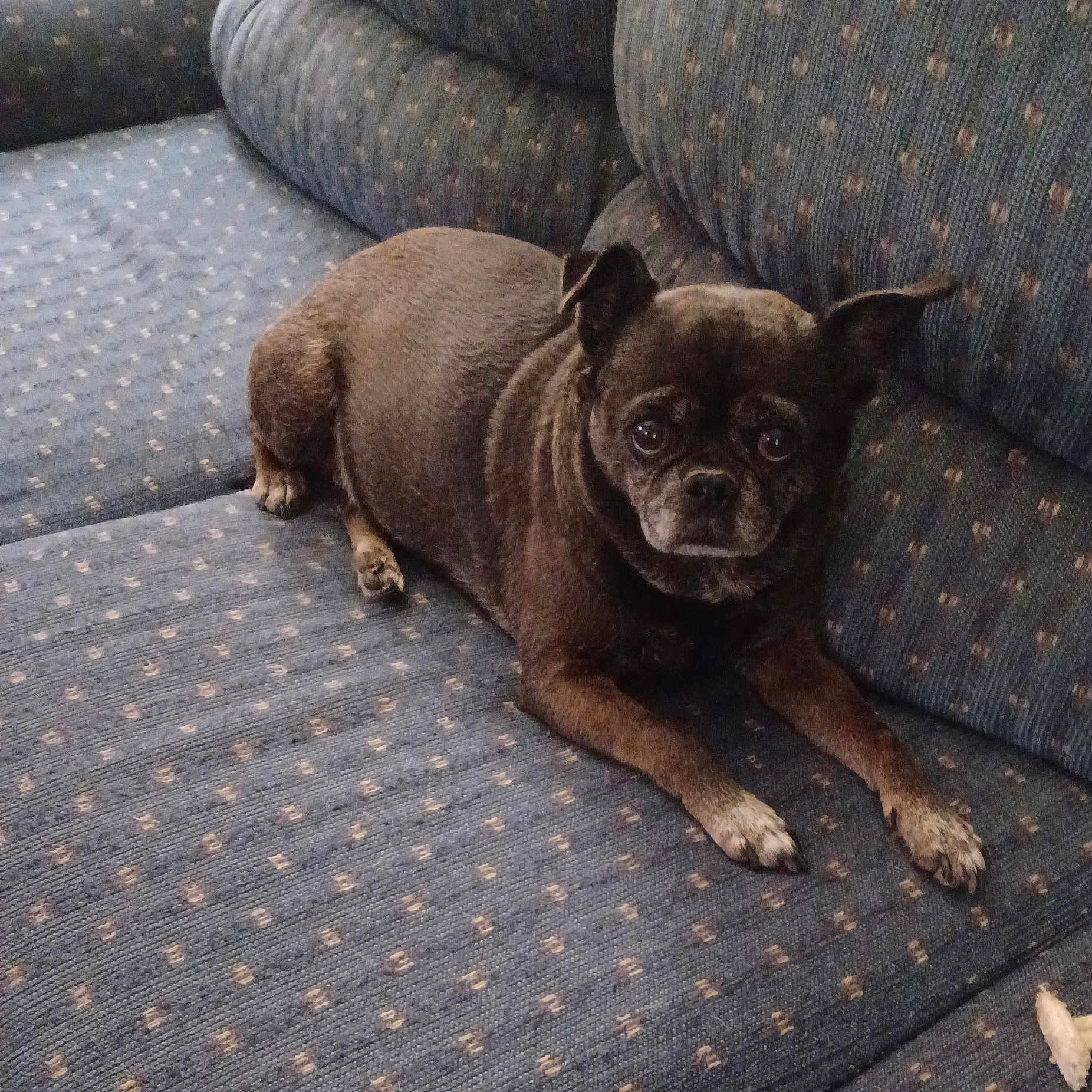 Daisy