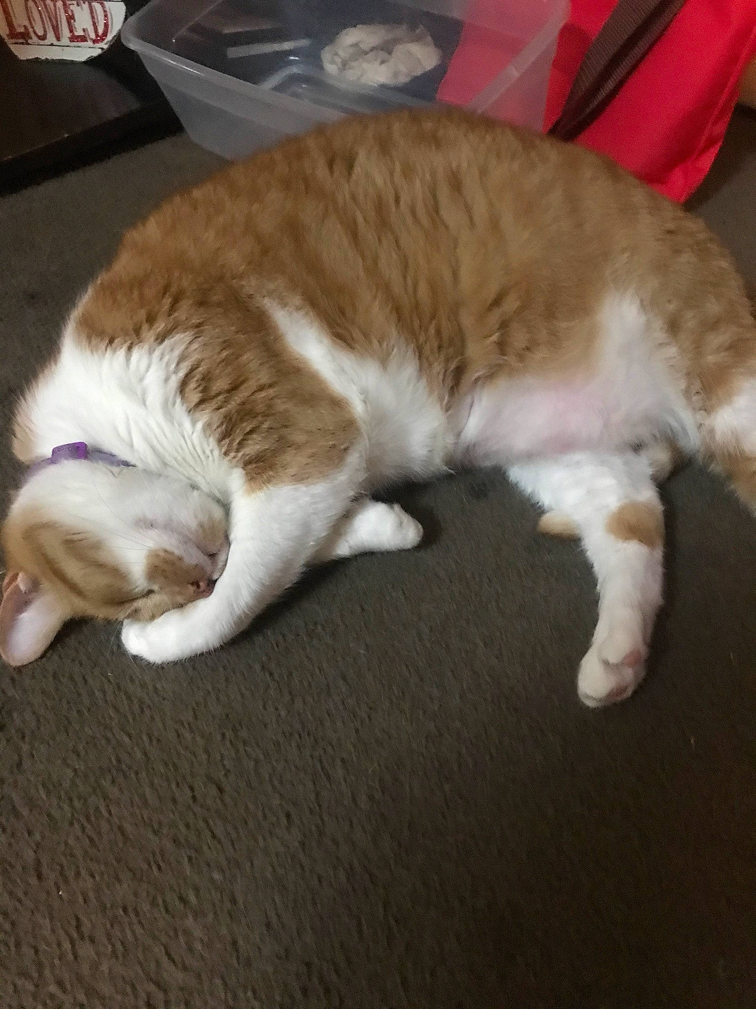 Abigail is registered to the contest to win money with this photo: canidae, carnivore, cat, comfort, companion_dog, dog_breed, domestic_short_haired_cat, fawn, felidae, flooring, fur, hardwood, human_leg, paw, small_to_medium_sized_cats, snout, sporting_group, tail, whiskers, wood